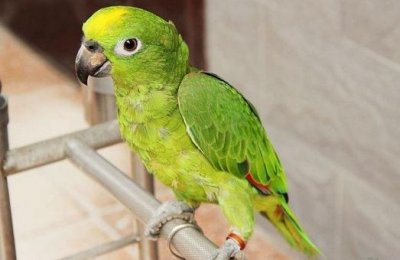 ​黄冠亚马逊鹦鹉饲养方法 黄冠亚马逊鹦鹉的价格