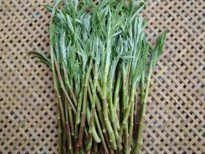 ​蒌蒿是什么植物图片（一文详解中药材蒌蒿）