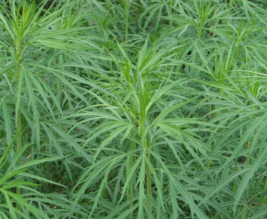 蒌蒿是什么植物图片（一文详解中药材蒌蒿）