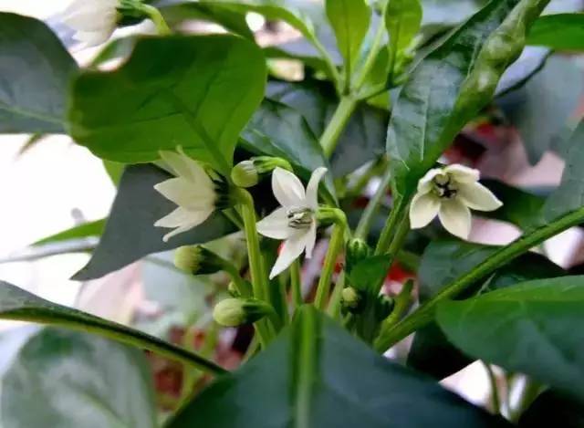 浇花是什么意思（我国农业由传统的耕种方式向机械化转型）