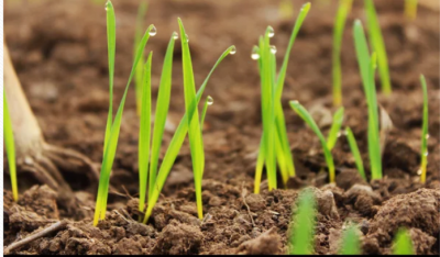 ​浇花是什么意思（我国农业由传统的耕种方式向机械化转型）
