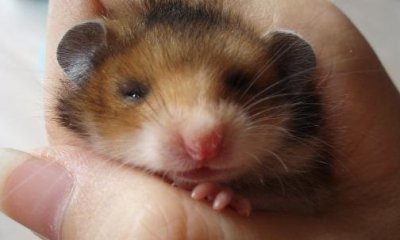 ​西施熊怎么养？西施熊饲养环境