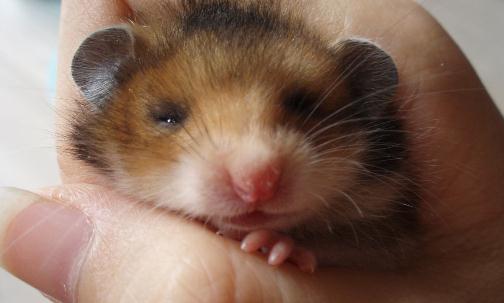 西施熊怎么养?西施熊饲养环境