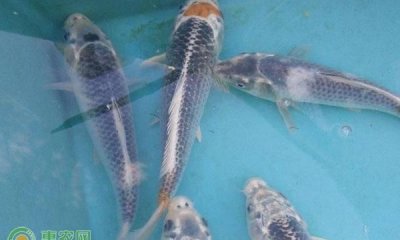 ​锦鲤产地，绯写锦鲤为什么没人买？