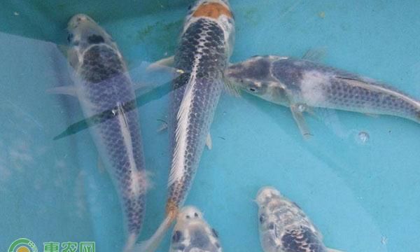 绯写锦鲤为什么没人买