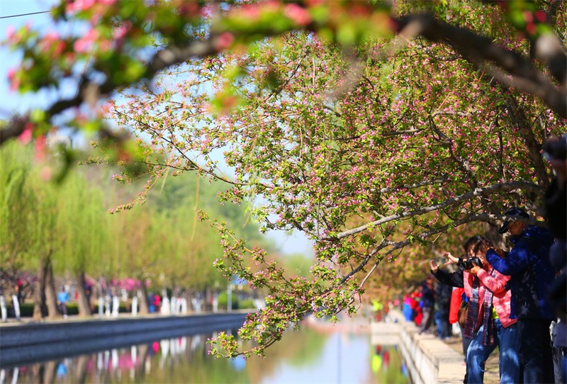 插柳是什么节日的风俗(清明插柳的意义)