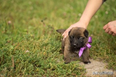 ​狗狗突然夜间不睡反常还哼唧（狗半夜总是哼唧是什么意思）