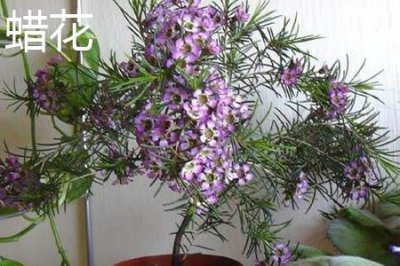 ​蜡花和香雪球的区别