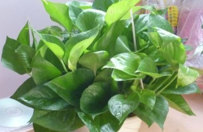 ​绿萝怎么烂根了呢（绿萝烂根怎么补救）