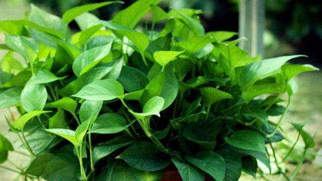 绿萝怎么烂根了呢（绿萝烂根怎么补救）