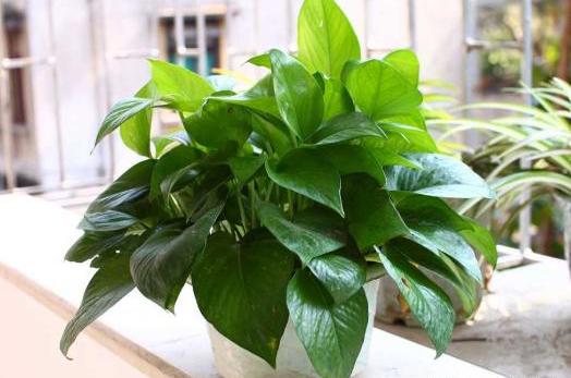 绿萝怎么烂根了呢（绿萝烂根怎么补救）