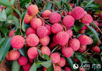 ​广西贵港：又是一年荔枝红