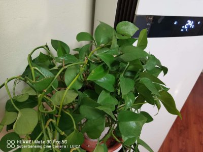 ​绿萝如何长得快