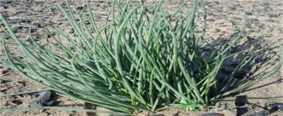 ​野葱有哪些功效与作用