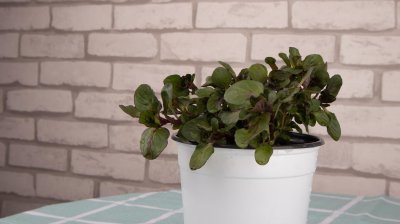 ​薄荷怎么扦插繁殖