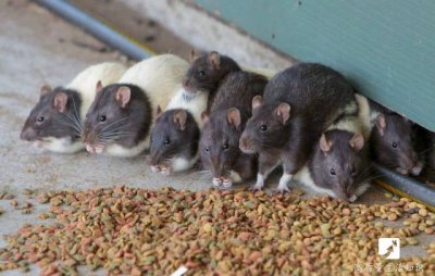 ​怎样灭老鼠最好的方法 教你自制环保灭鼠秘方