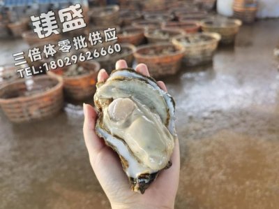 ​生蚝怎么储存（保存生蚝的方法）