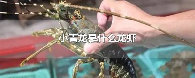 ​小青龙是什么龙虾品种图片 小青龙是什么龙虾品种的
