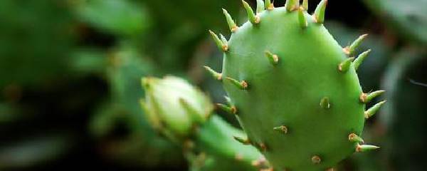 仙人掌需要浇水吗（仙人掌的浇水和施肥方法）