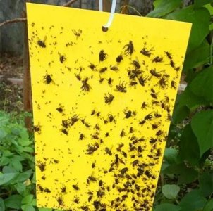 ​厨房小飞虫怎么消灭(厨房小飞虫怎么消灭小窍门)