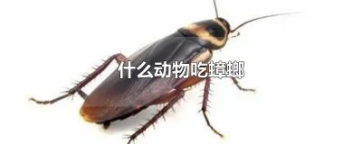 ​什么动物吃蟑螂
