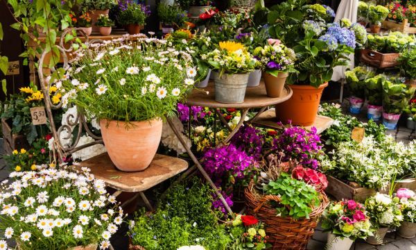 新鲜的玉竹怎么挑选,玉竹价格2022最新价格图5