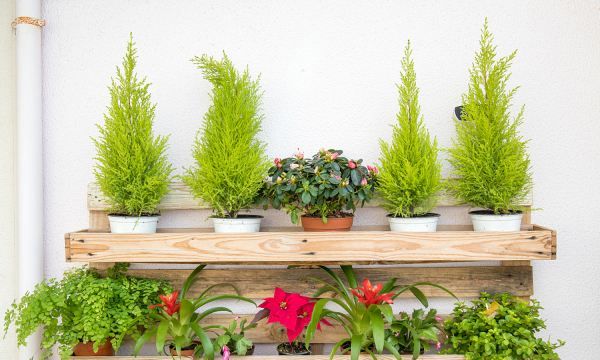 新鲜的玉竹怎么挑选,玉竹价格2022最新价格图3