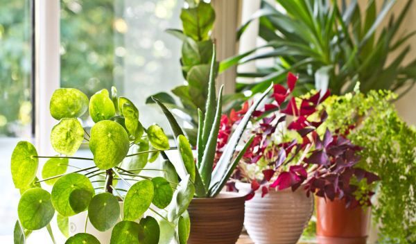 新鲜的玉竹怎么挑选,玉竹价格2022最新价格图6