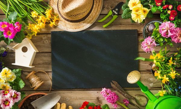 新鲜的玉竹怎么挑选,玉竹价格2022最新价格图2