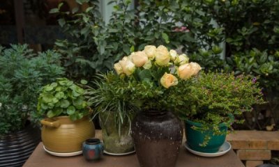 ​新鲜的玉竹怎么挑选,玉竹价格2022最新价格