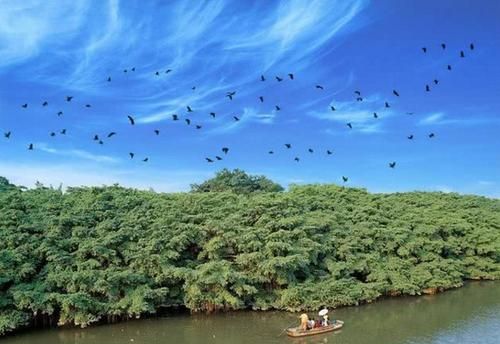 鸟的天堂大榕树的占地面积