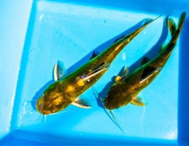 ​鱼类百科之黄骨鱼