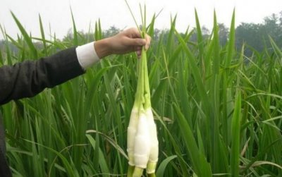 ​茭白是什么,茭白是什么季节的食物