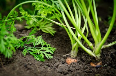 ​怎么DIY胡萝卜盆栽