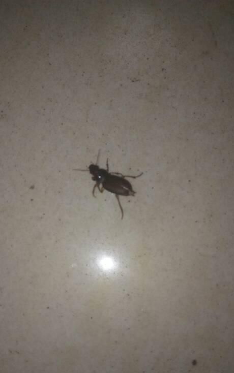 蟑螂喜欢在墙上爬?