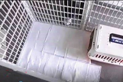 ​怎么教狗在固定的地方大小便 怎么教狗狗在固定地方大小便