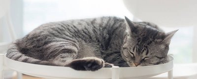 ​猫鱼是什么鱼 猫鱼是什么东西