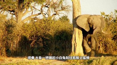 ​《大象与小白兔的奇葩遭遇》