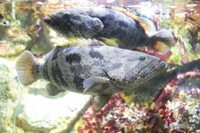 ​2022年溪石斑鱼多少钱一斤