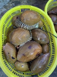 ​海陵岛渔民捡到几筐海鲜市场很少见的椰子螺，你们知道怎样吃的吗