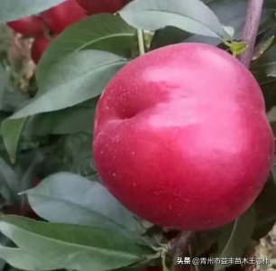 ​中油27——露天最早熟的“油桃新秀”