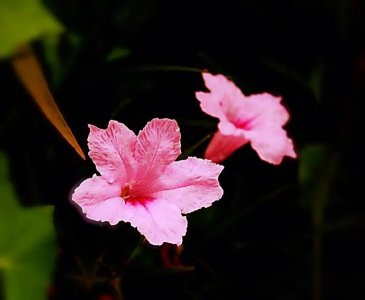 ​翠芦莉～蓝花草