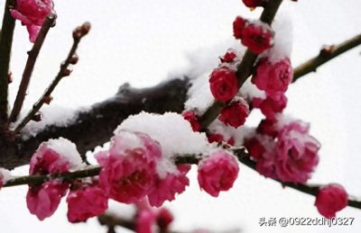 ​《卜算子·咏梅》有感