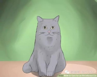 ​猫瘟的早期症状是什么？