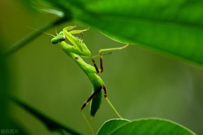 ​螳螂来家里有什么寓意？螳螂能打死吗？把螳螂打死的后果说明