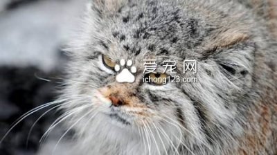 ​起司猫是什么猫 是一只可爱的虎斑条纹猫