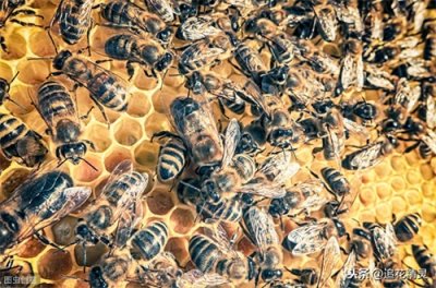 ​越冬蜂群有雄蜂？是什么原因，到底是正常还是不正常？