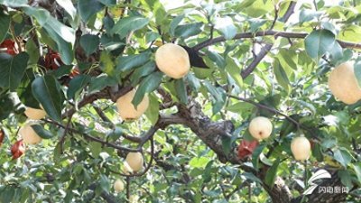 ​“鸭梨之乡”的梨成熟了！来聊城冠县采摘游玩吧，还有百年梨树可供认领