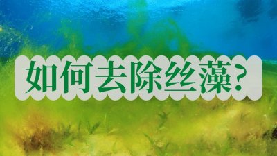 ​如何去除丝藻？什么是丝藻？丝藻产生的原因