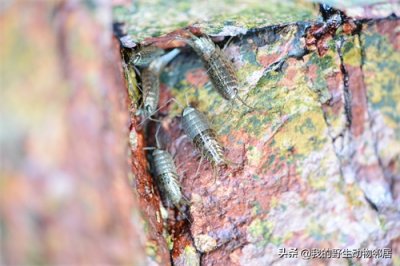​海岸上的“小强”——海蟑螂